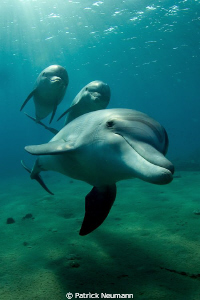 Dolphins flight by Patrick Neumann 